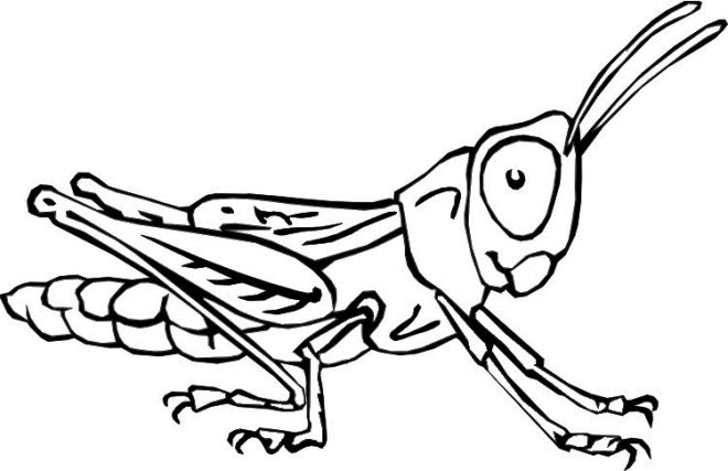 insekten ausmalbilder  animaatjesde