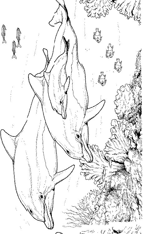 Ausmalbilder delfin