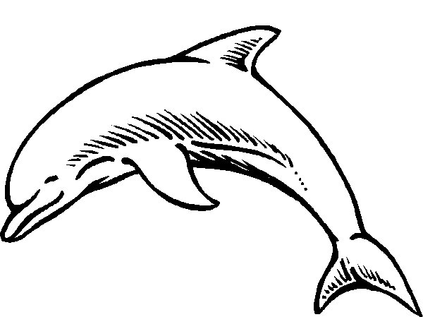 malvorlage  delfine ausmalbilder q3o6j