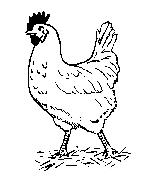 Malvorlage - Huhn malvorlagen 1