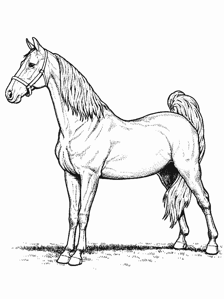 malvorlage  pferde malvorlagen 11