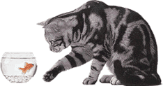 Katzen bilder