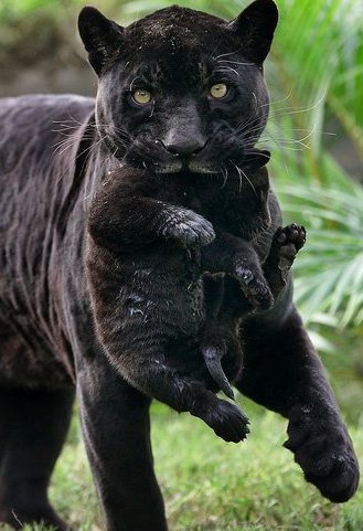 Panther Bild - Animaatjes panter 11718