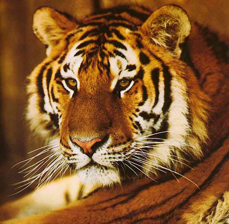 Tiger Bild - Animaatjes tijgers 76326