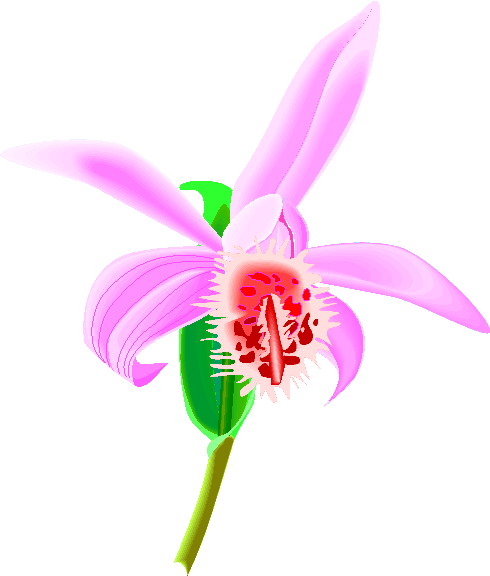 clipart orchideen kostenlos - photo #2