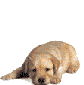 hunde