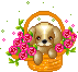 hunde