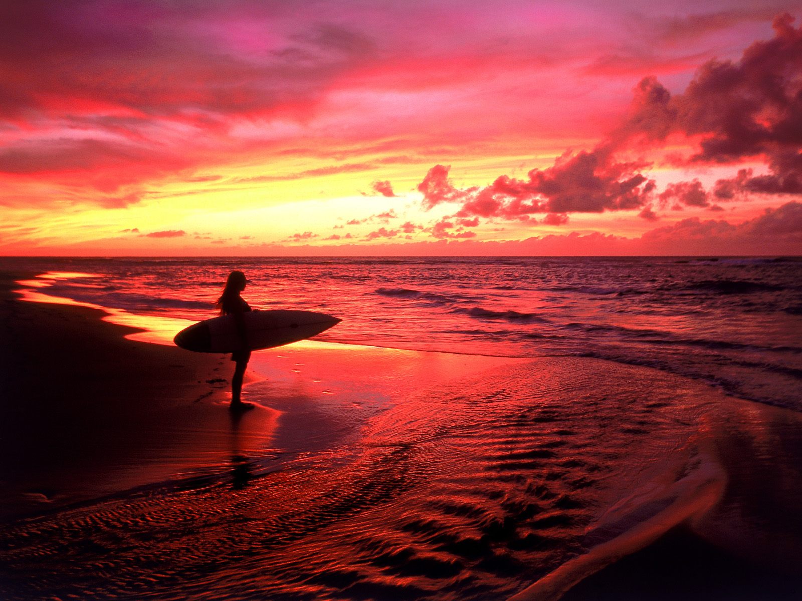 Wallpaper - Wallpaper hawaii animaatjes 53