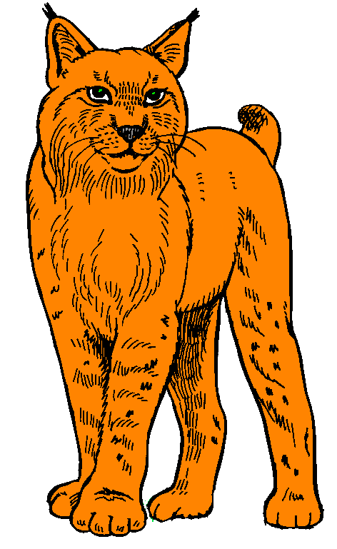 luchs bilder luchs