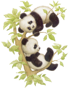 Panda bar tiere bilder