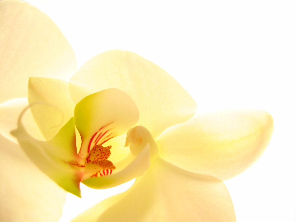 blumen