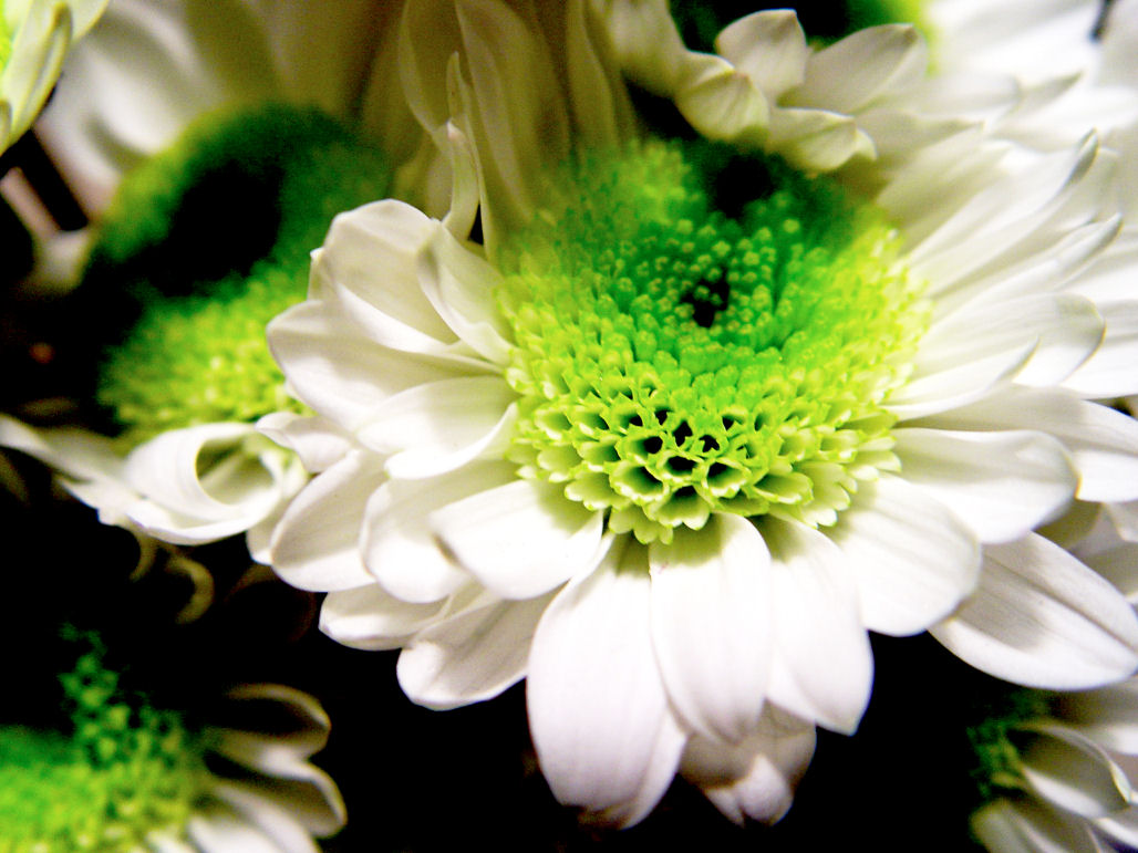 blumen