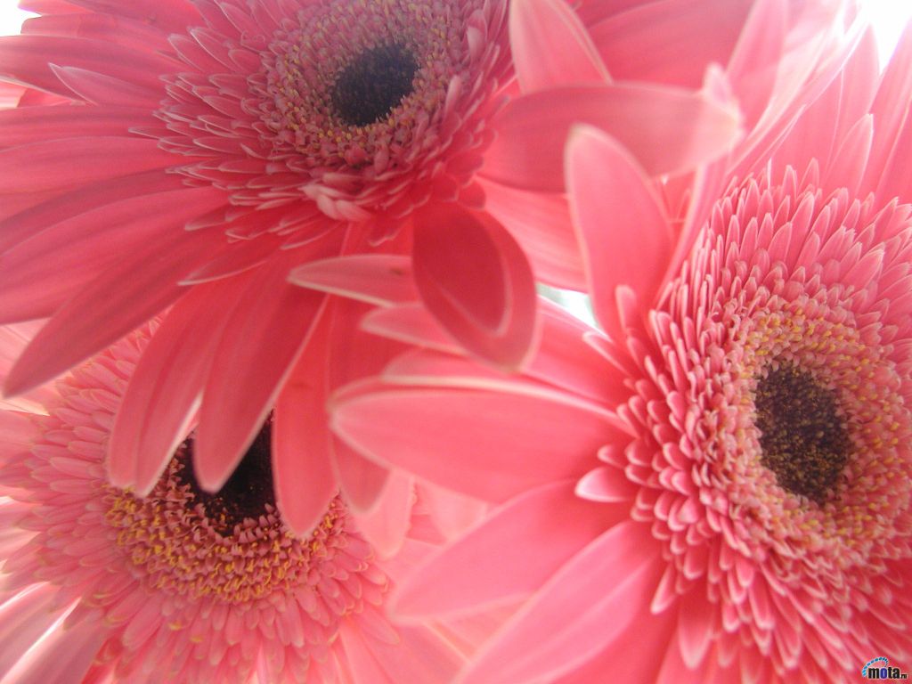 blumen
