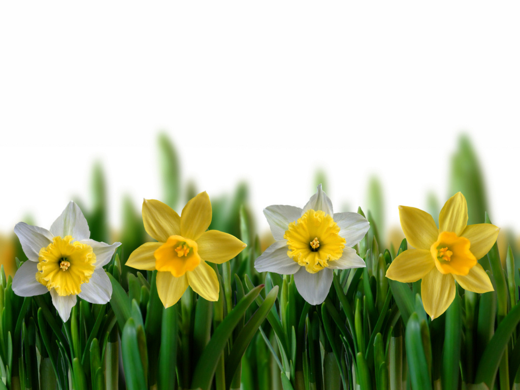 blumen