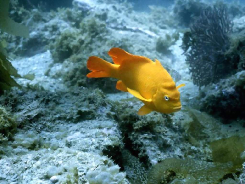 fische