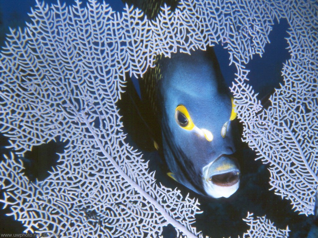 fische