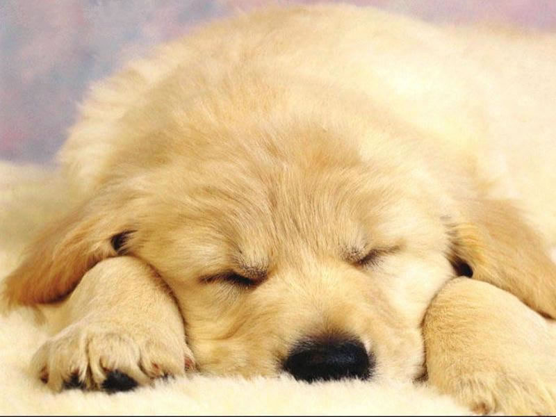 hunde