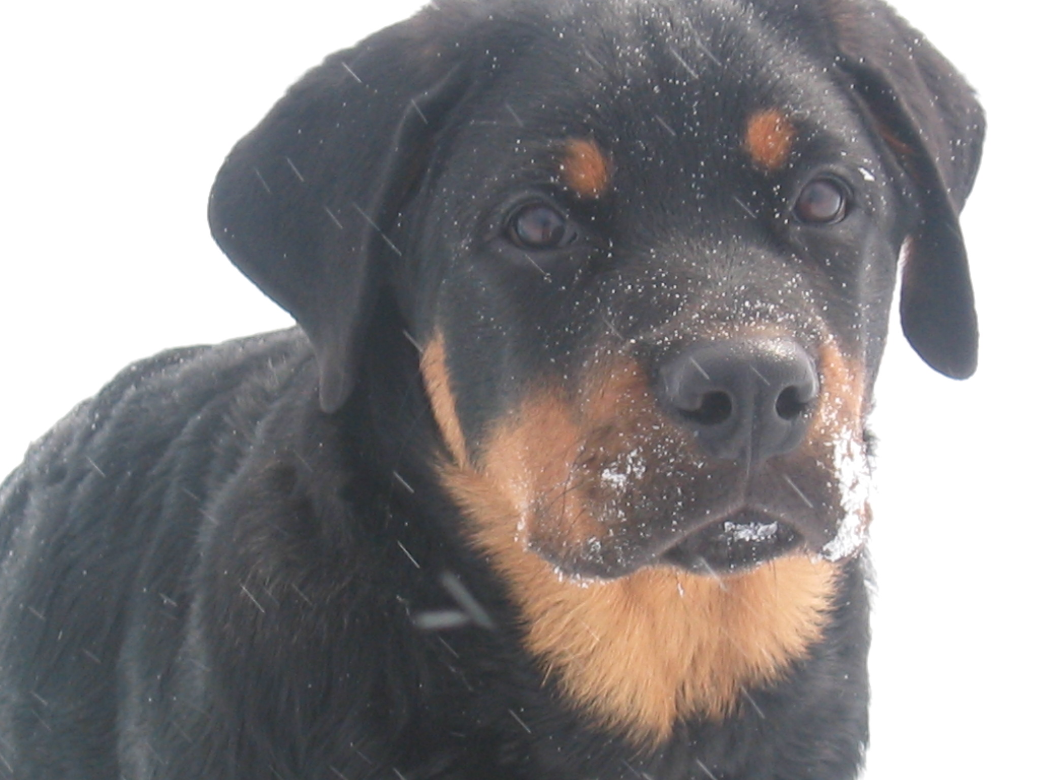hunde