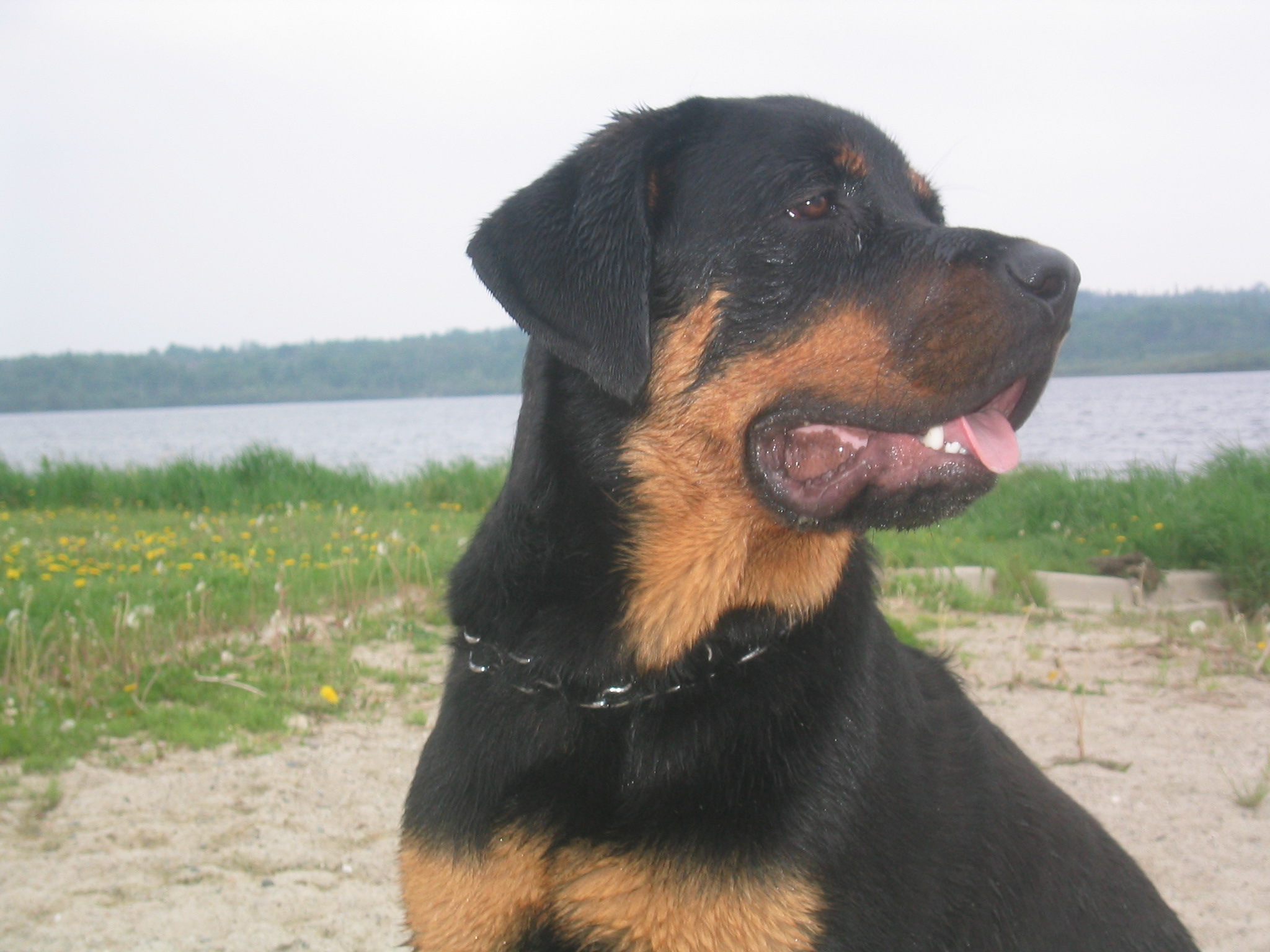 hunde