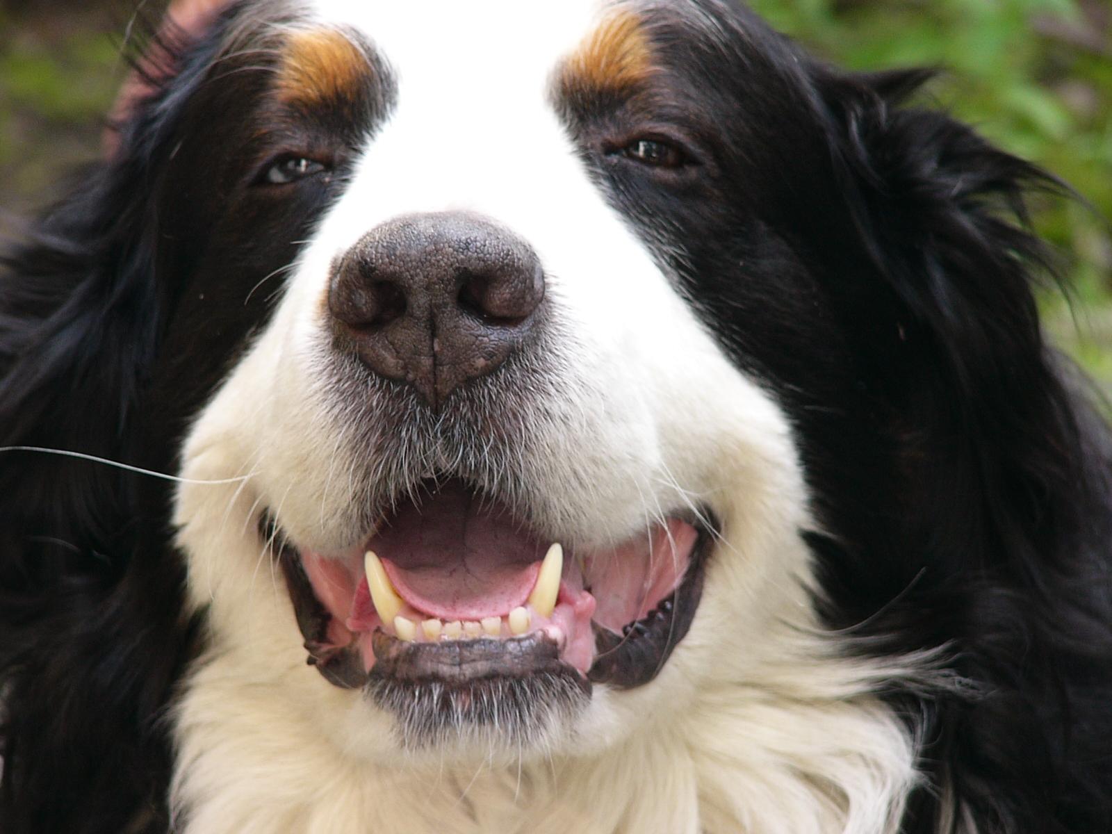 hunde