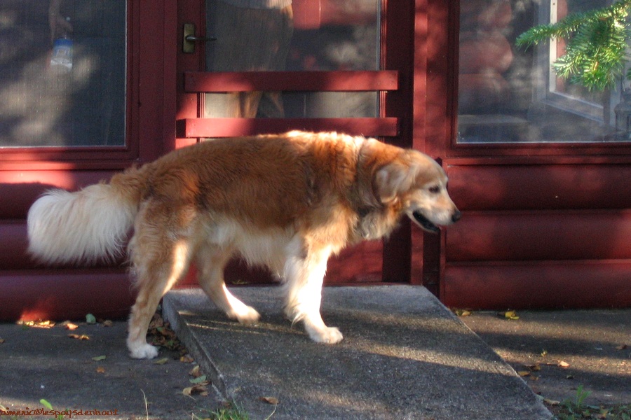 hunde