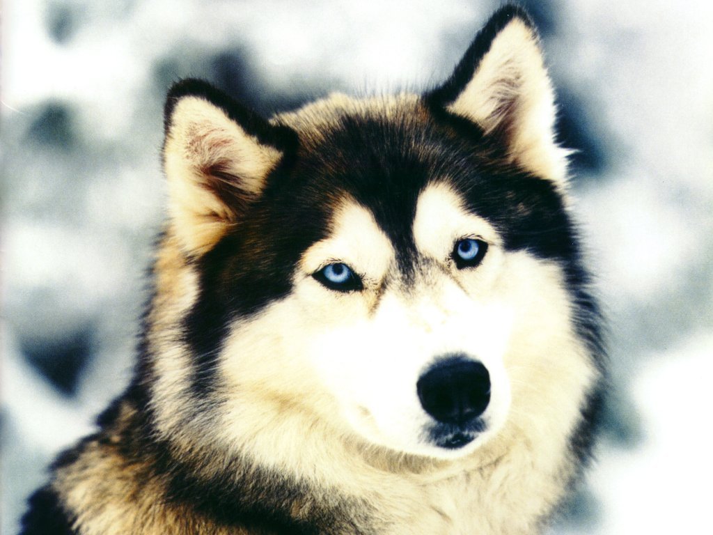 hunde