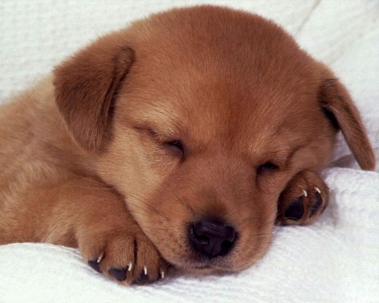 hunde