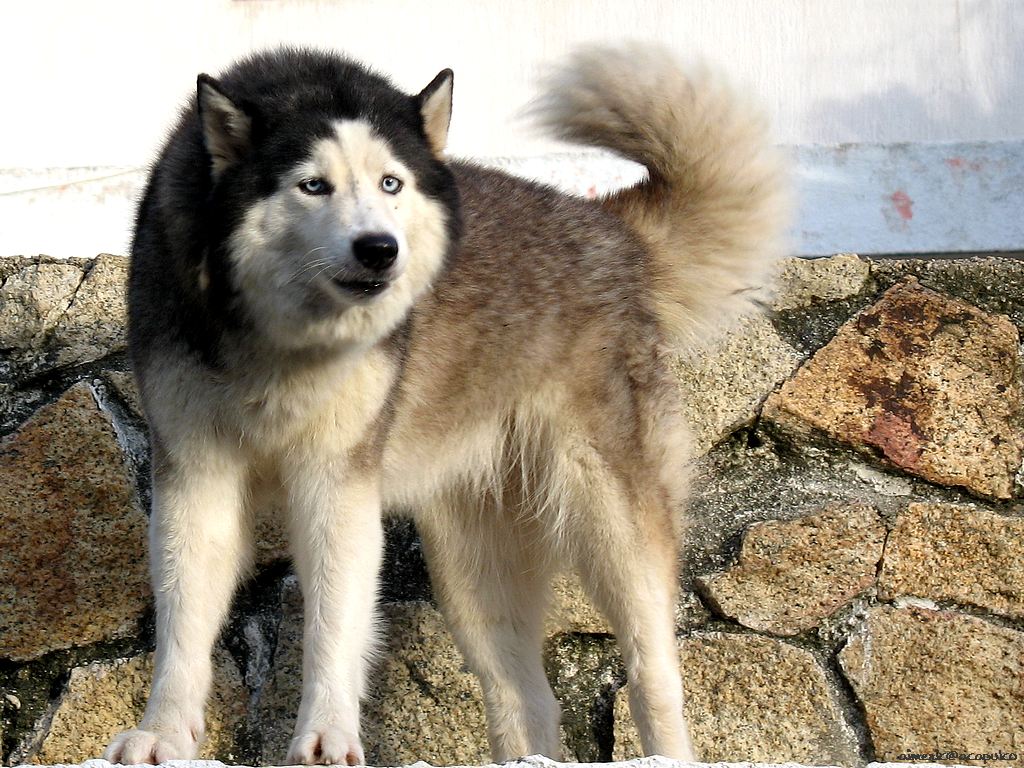 hunde