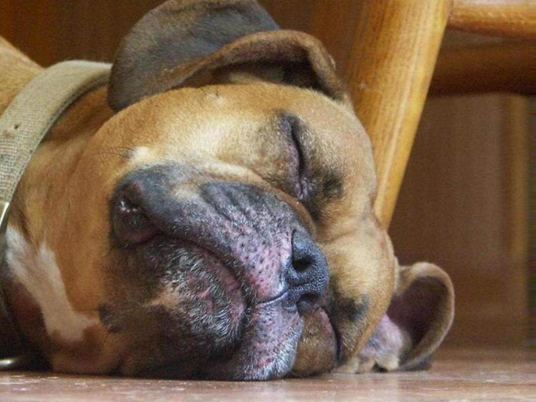 hunde