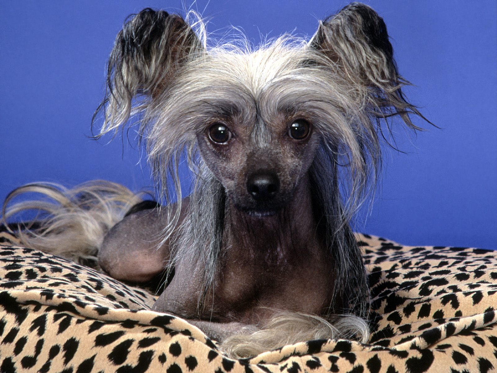 hunde