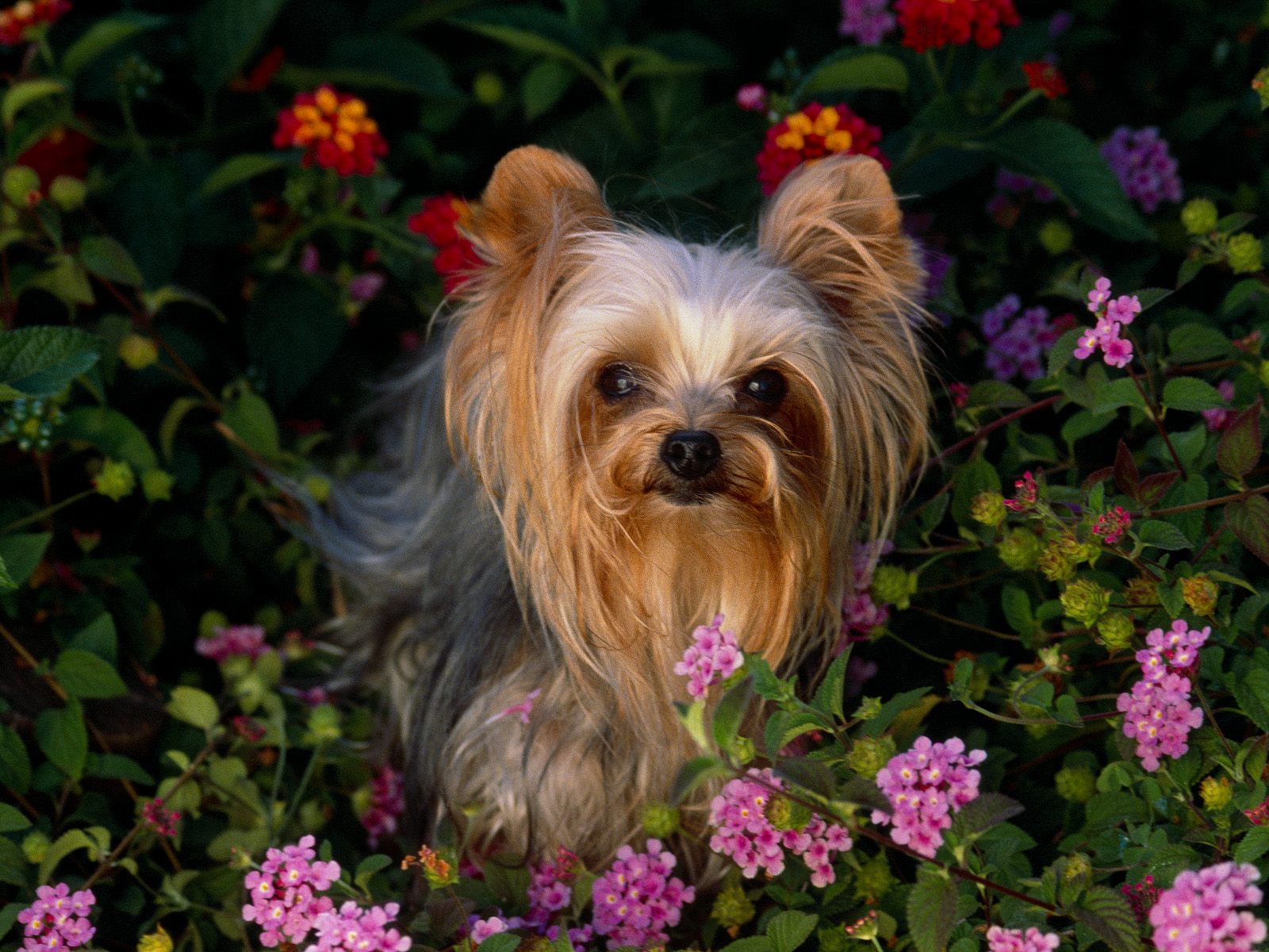 hunde