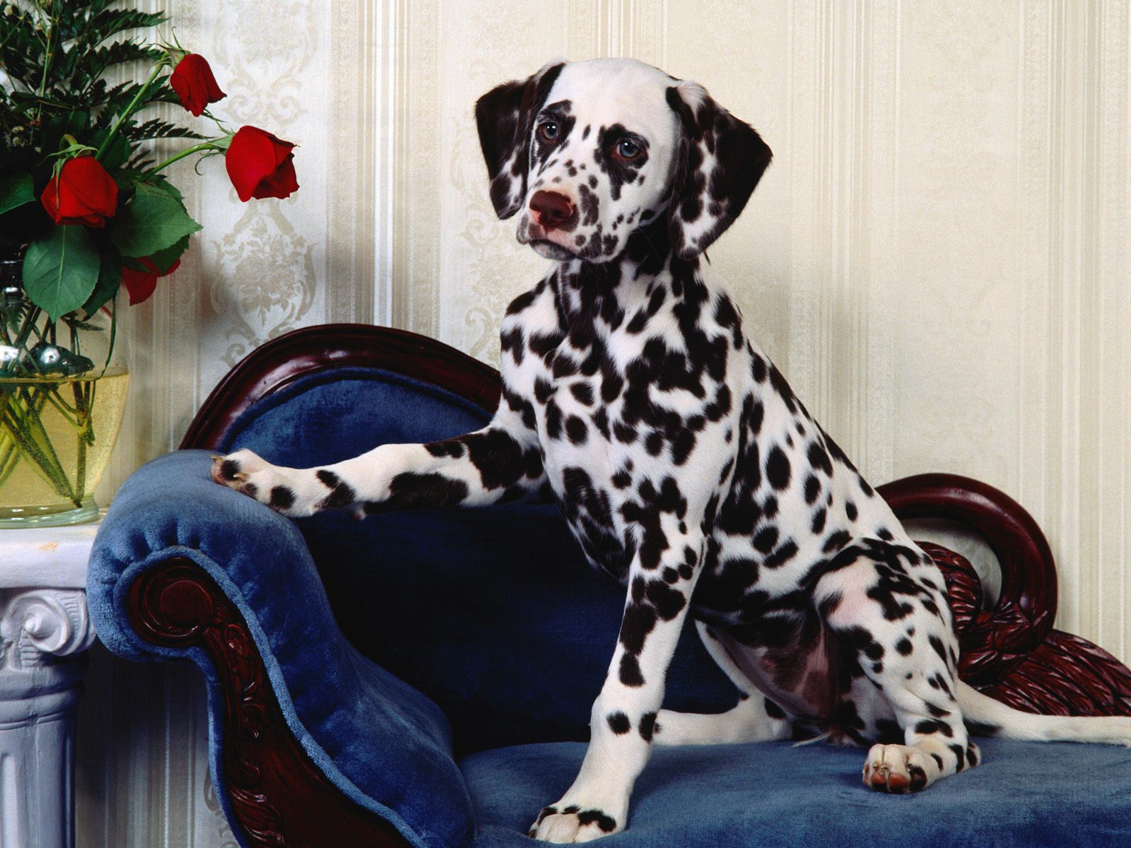 hunde