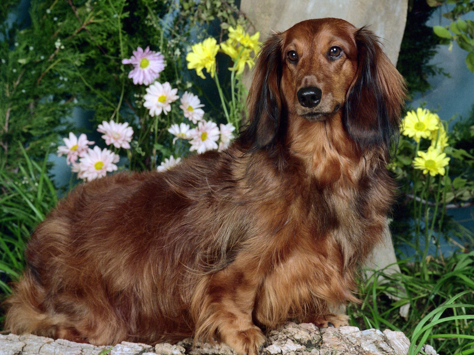 hunde