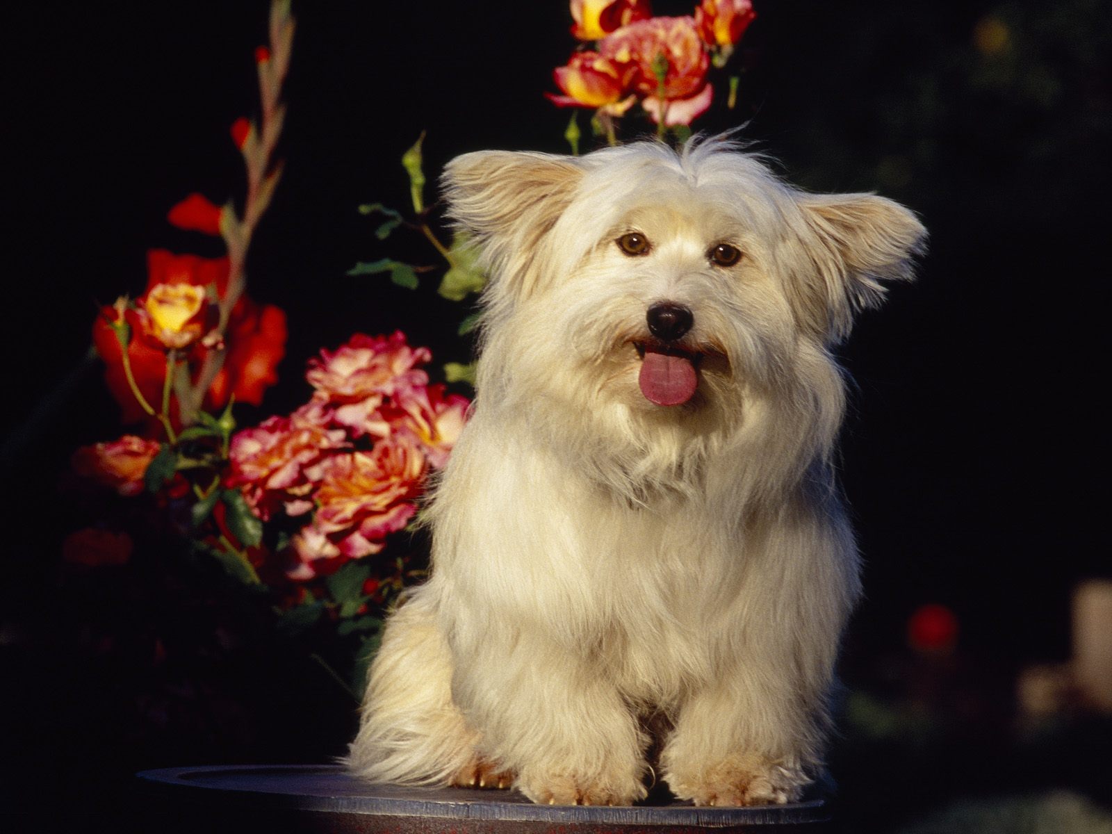 hunde