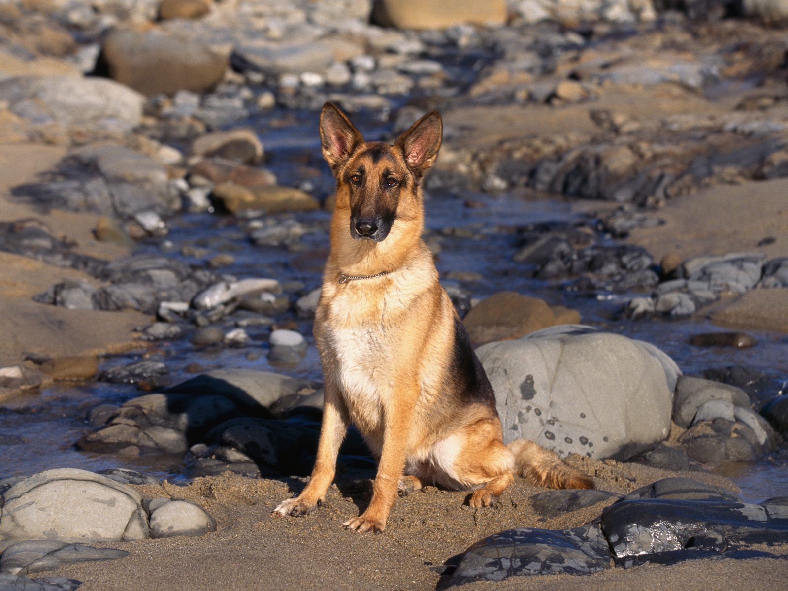 hunde