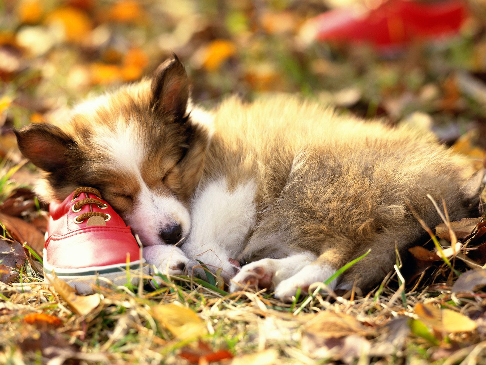 hunde