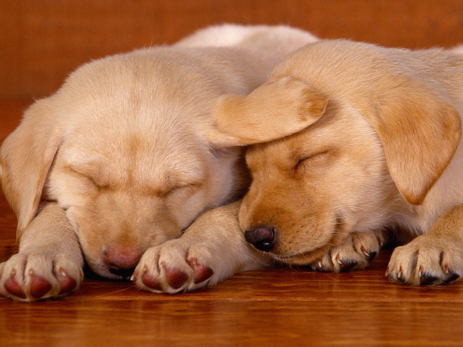 hunde