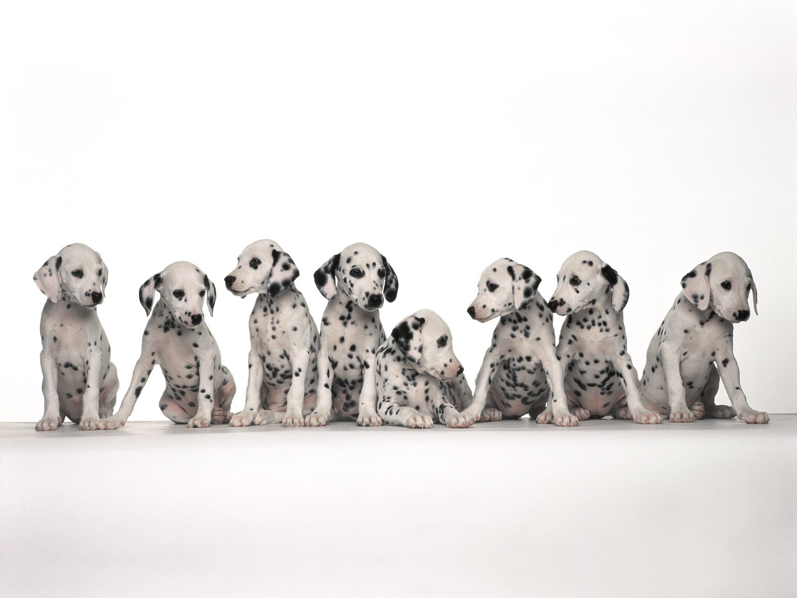 hunde