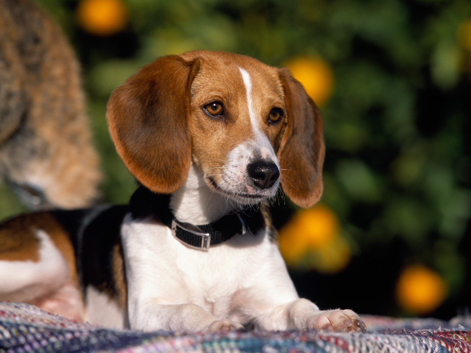 hunde