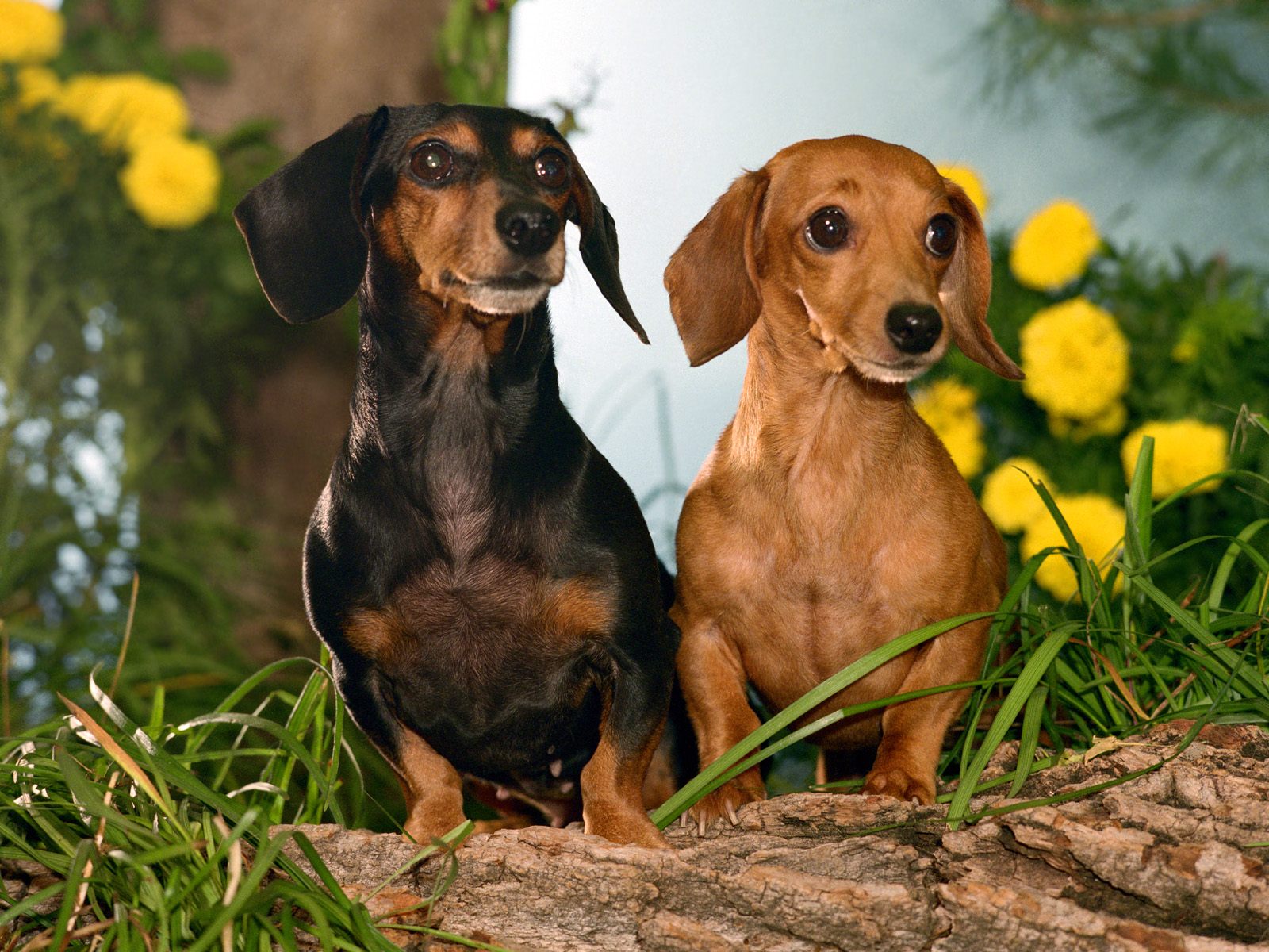 hunde