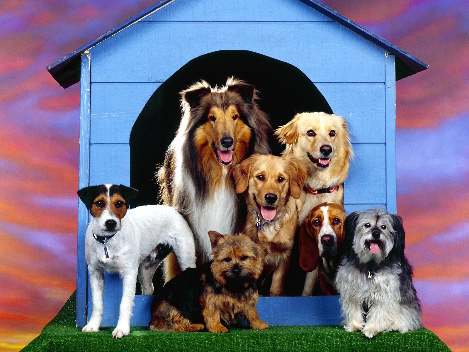 hunde