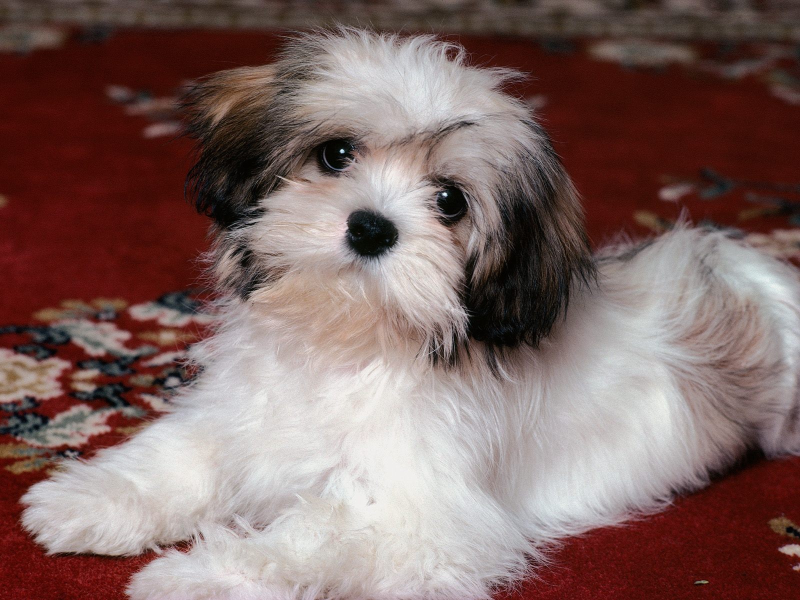 hunde