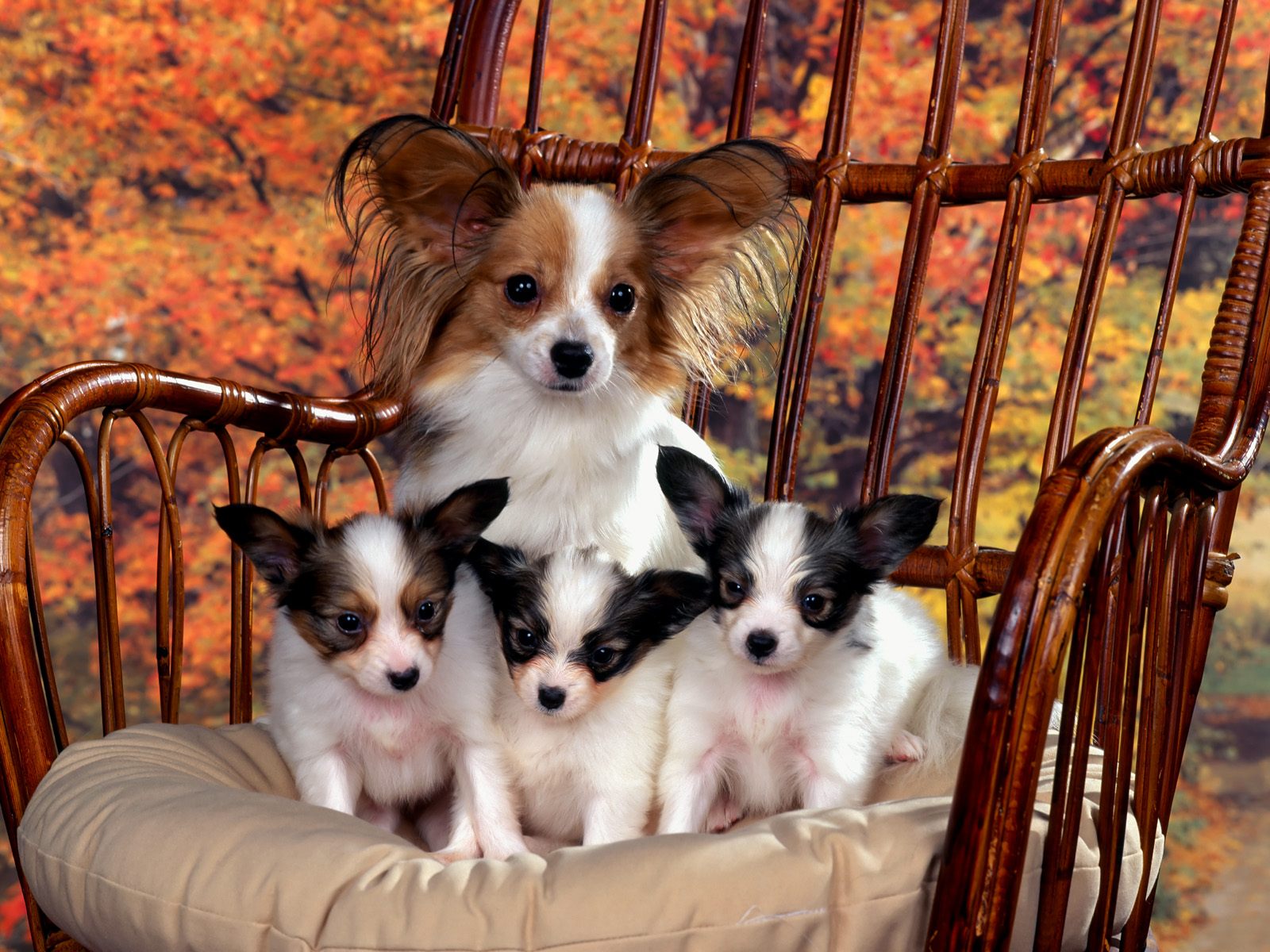 hunde