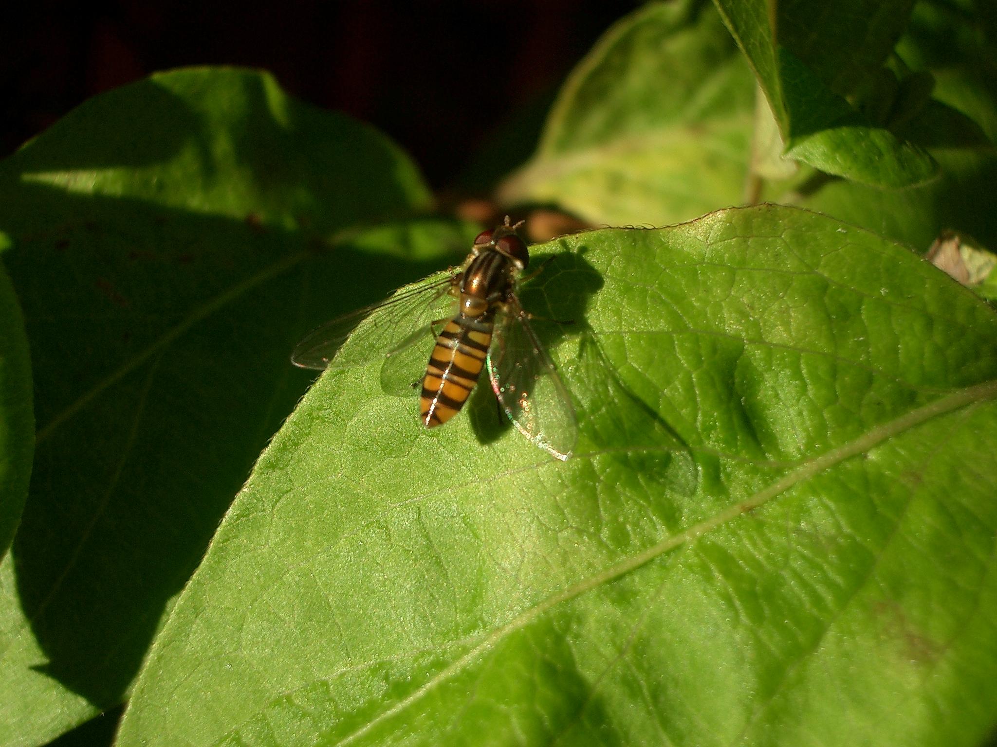 insekten