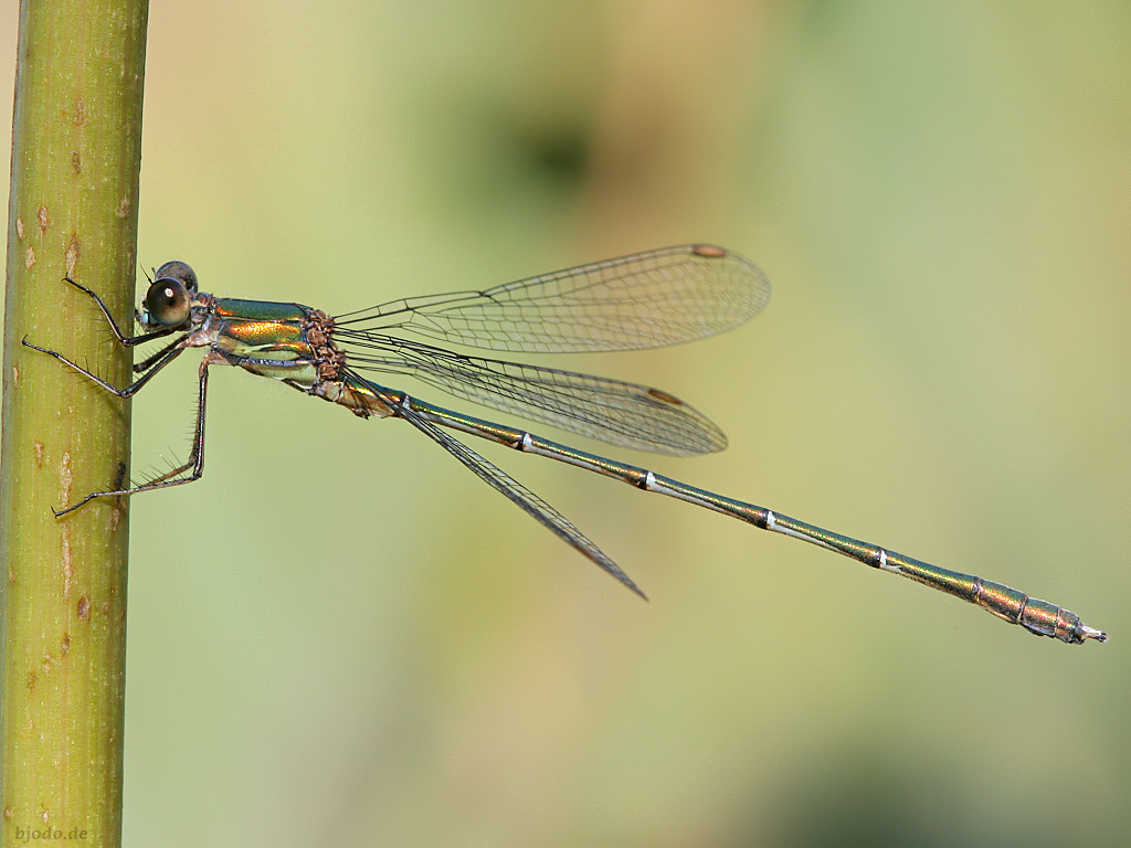 insekten