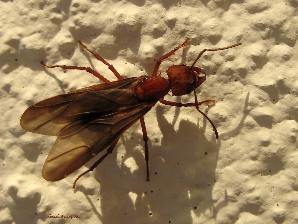 insekten