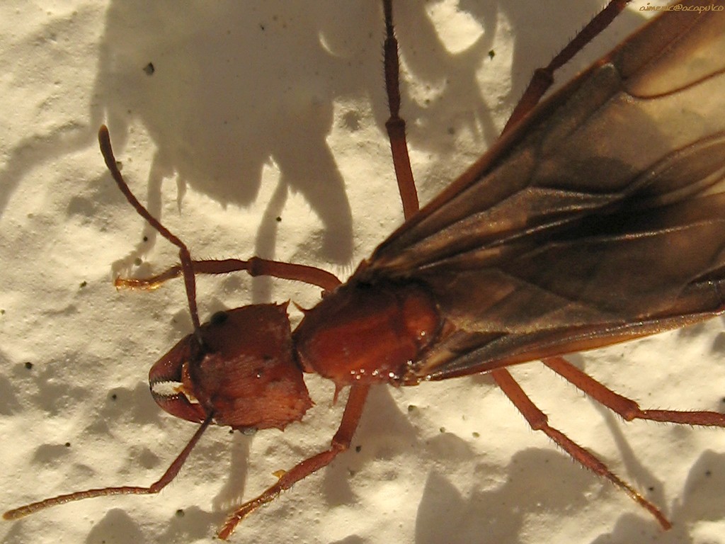 insekten
