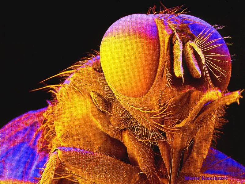 insekten