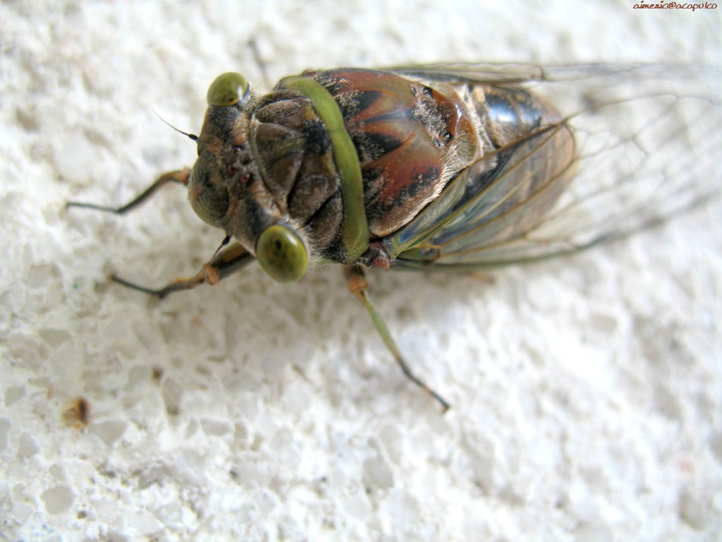 insekten