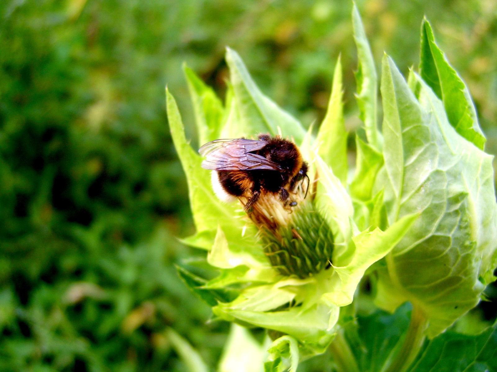 insekten